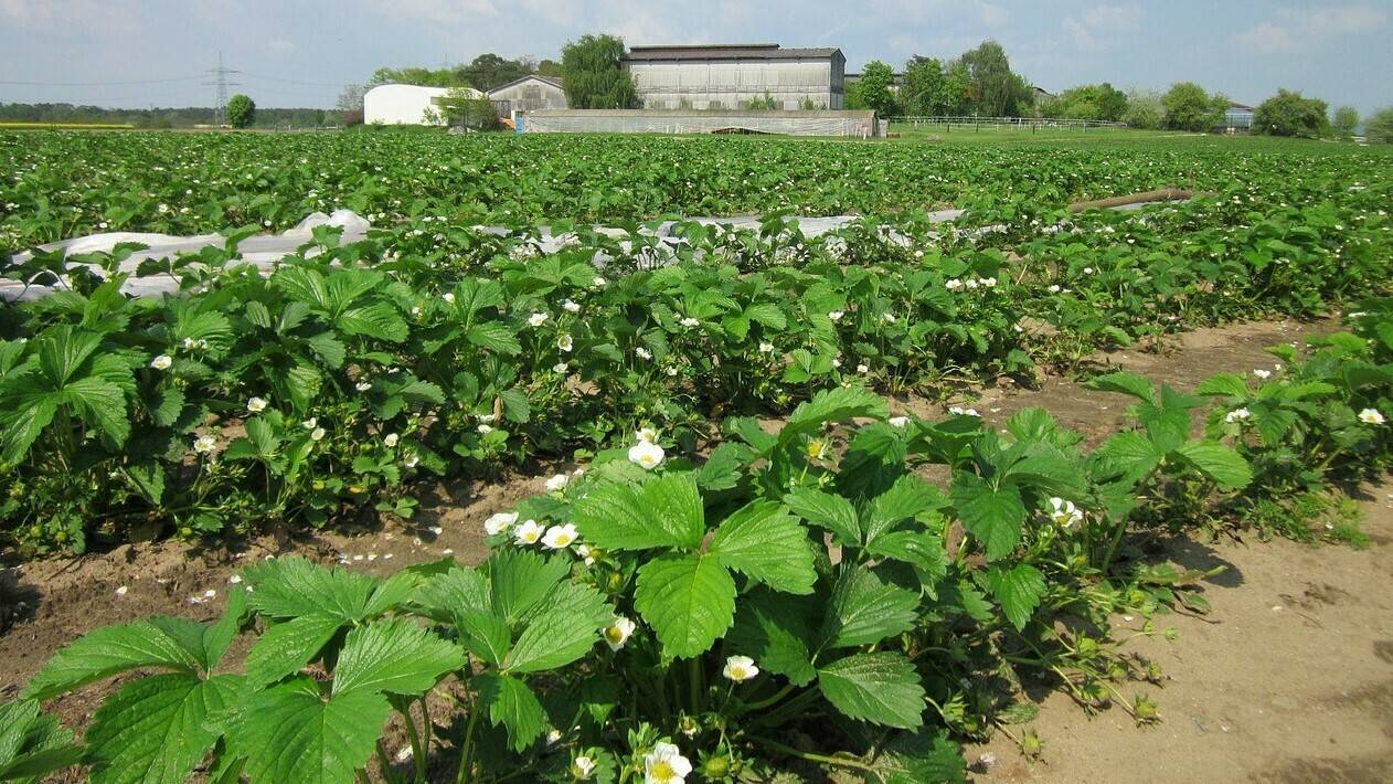 fresa-alemania-reilingen|tabla1. Figura 1|tabla 2. Figura 2|tabla 3|tabla 4|IMAGEN1|tabla 5|figura 3|figura 4|fresas|fresa-alemania-2|fresas-alemania-3